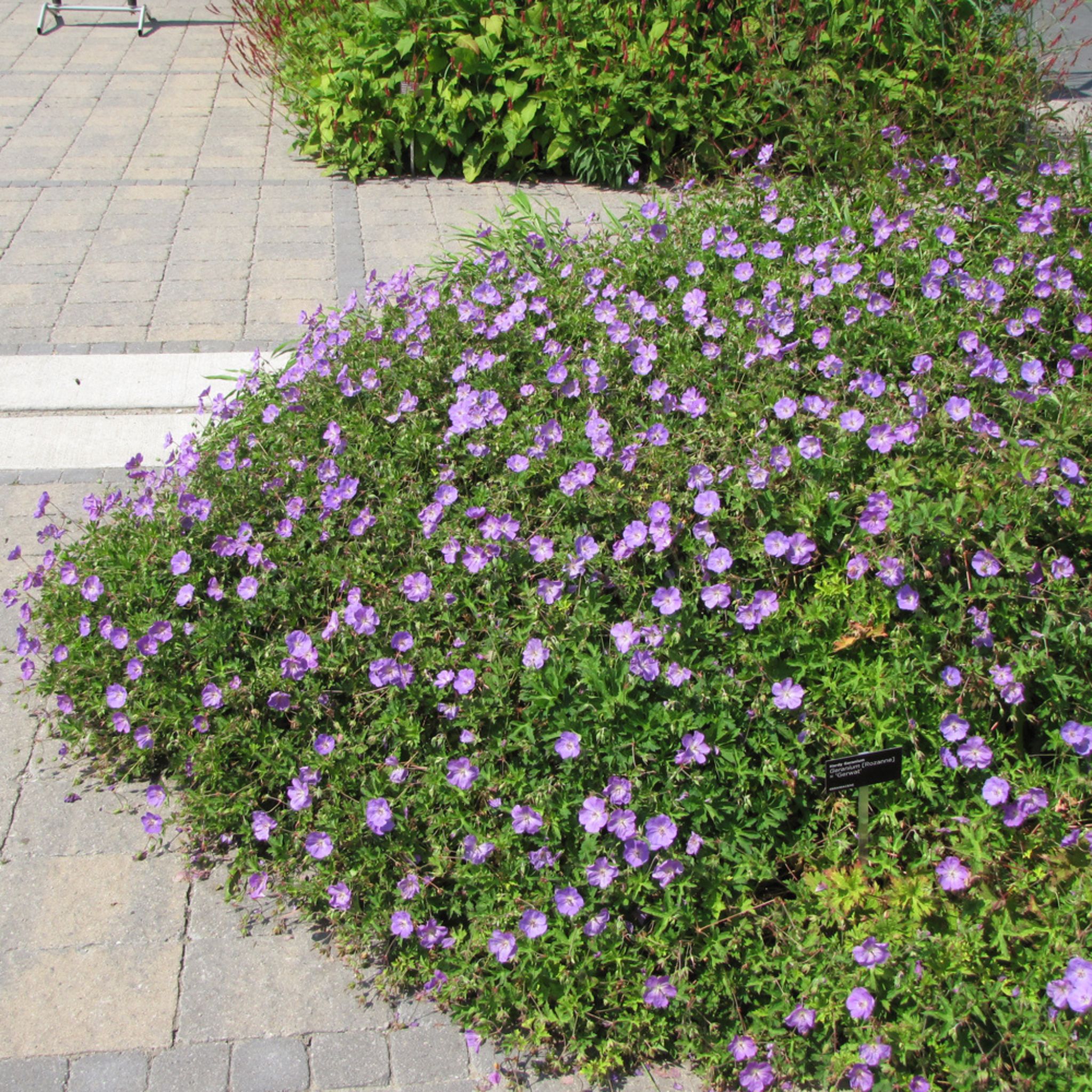 Cranesbill (Geranium) – Rozanne – #1 Container